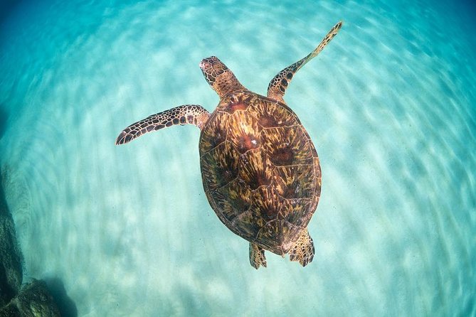 Full Day Oahu Circle Island -Turtle Beach Snorkel at North Shore - The turtle beach is the payoff