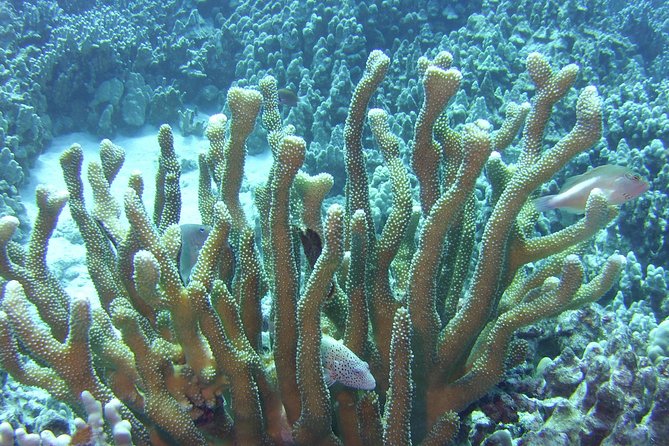 Glass-Bottom Boat Reef Tour - The Guide Makes the Difference