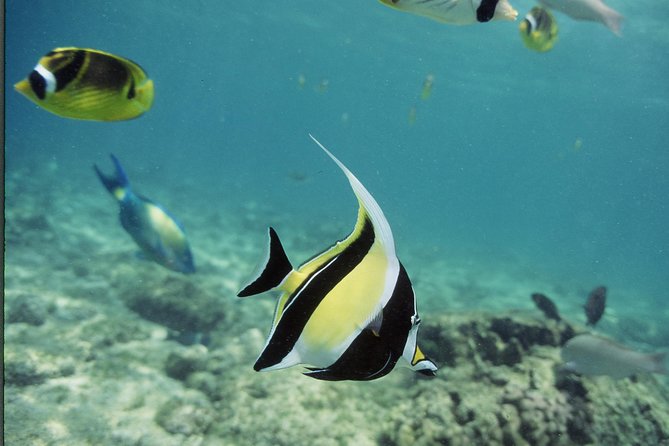 Glass-Bottom Boat Reef Tour - Is $72 a Fair Price?