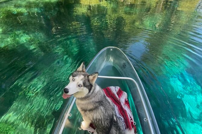 Glass Bottom Kayak Tours of Silver Springs - Who should book this Silver Springs tour?