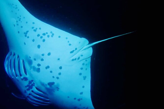 Glow of the Deep: Night Snorkeling with Manta Rays - The lighted board and the 45-minute manta show