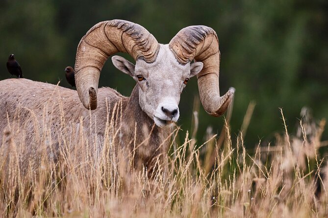 Grand Teton Half Day Tour - A four-hour introduction to Grand Teton