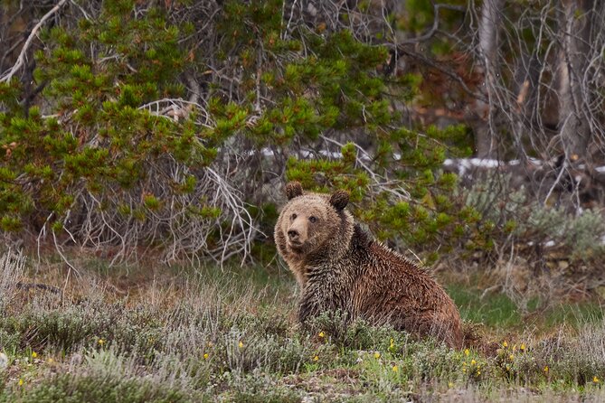Grand Teton Half Day Tour - Morning or afternoon departure?