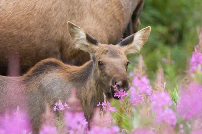 Grand Teton Wildlife Safari in a Enclosed or Open-Air Vehicle (season dependent) - Four hours in Grand Teton with a wildlife guide