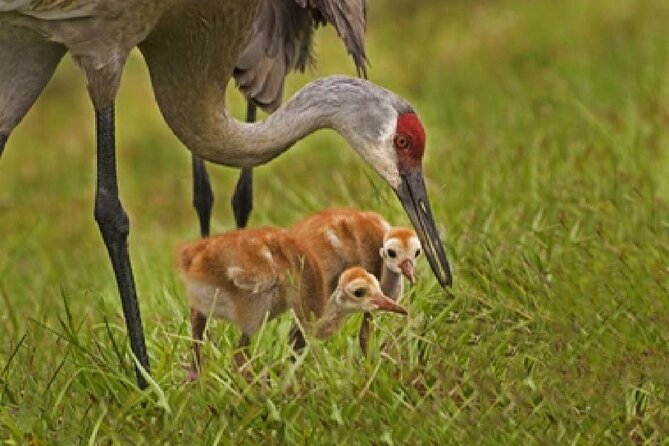 Grand Teton Wildlife Safari in a Enclosed or Open-Air Vehicle (season dependent) - Snacks, photos, and the small-group advantage