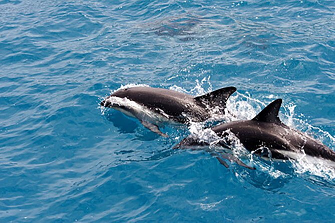 Guaranteed Dolphin Sighting Tour on Tropics Boat Tours - Clearwater dolphins are the reason to go