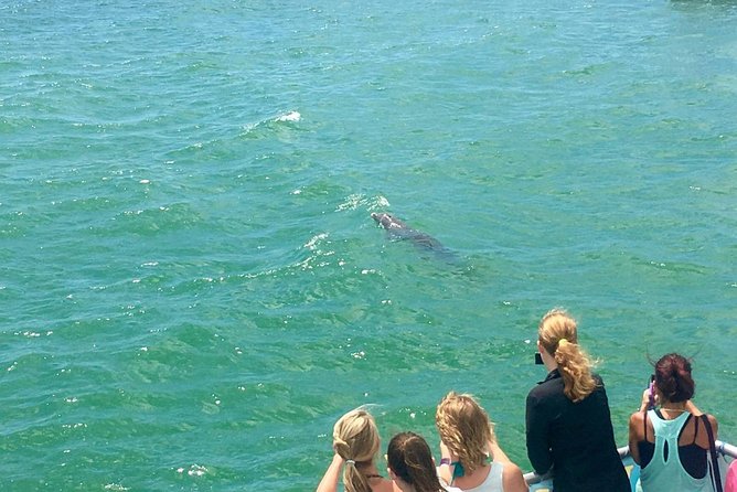 Guaranteed Dolphin Sighting Tour on Tropics Boat Tours - What happens at 25 Causeway Boulevard