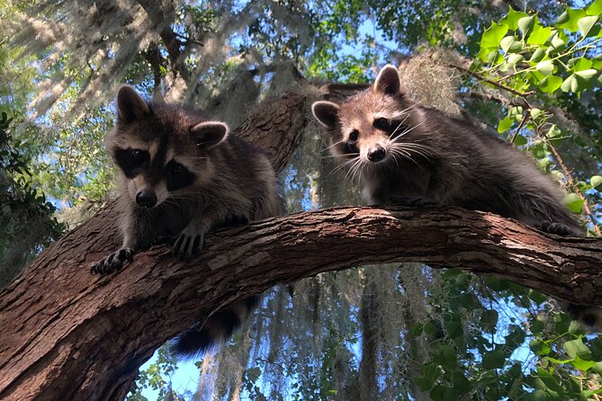Guided Boat Tour of New Orleans Bayou - What You See From the Boat