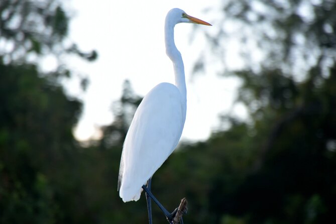 Guided Boat Tour of New Orleans Bayou - Big Boat or Airboat: Read the Choice Carefully