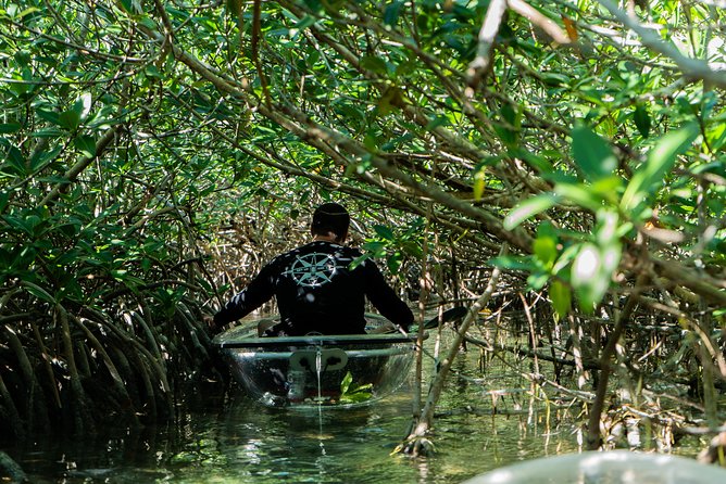 Guided Clear Kayak Eco-Tour Near Key West - The animals you might see below the hull