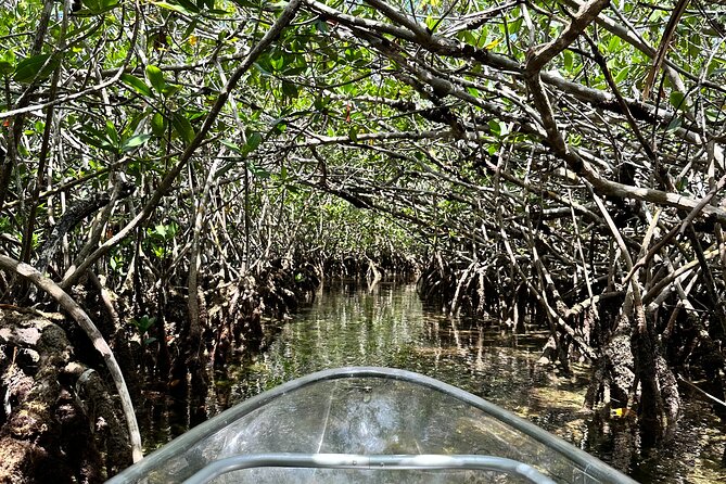 Guided Clear Kayak Eco-Tour Near Key West - Price, timing, and what you receive for $79