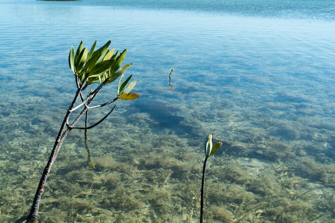 Guided Clear Kayak Eco-Tour Near Key West - Tide, wind, and weather are not small details