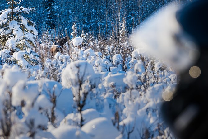 Guided Fairbanks Snowmobile Tour - Leaving Rod’s for the North Pole snow