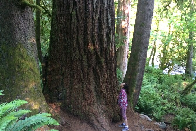 Guided forest hike to Seattle waterfalls incl. Snoqualmie Falls - Snoqualmie Falls from several viewing platforms
