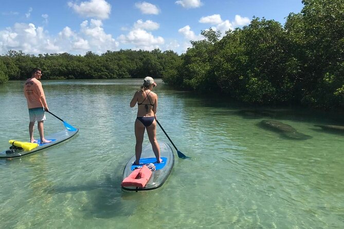 Guided Island EcoTour: CLEAR/Standard Kayak, SUP - Bonita Springs - The guide can make or break the outing
