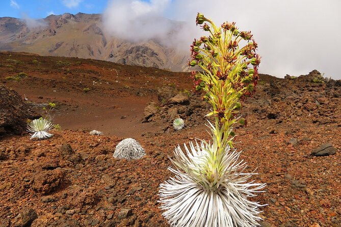 Haleakala Sunrise Best Self-Guided Bike Tour - Practical preparation for the cold and early start