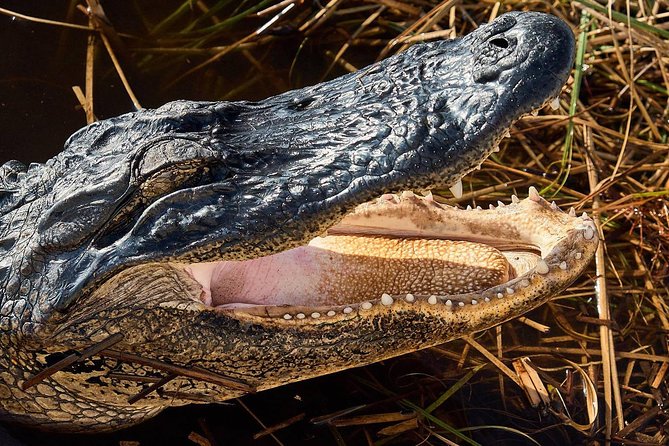 Half-day Everglades National Park Tour and 1-Hour Air Boat Ride - Timing, weather, and what to pack