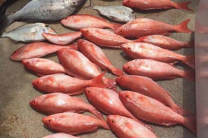 Half-Day Fishing Trip in Fort Lauderdale - What the four-hour trip is really like