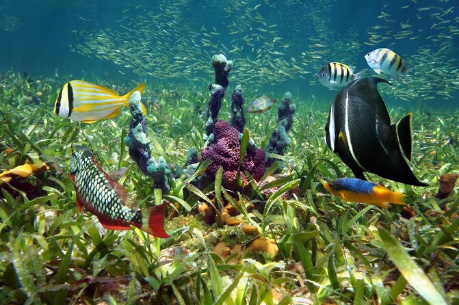 Half Day Snorkel Trip on Reefs in the Florida Keys - Key points to know before you book