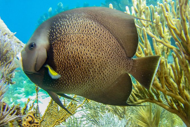 Half Day Snorkel Trip on Reefs in the Florida Keys - A comfortable catamaran ride from 103800 Overseas Highway