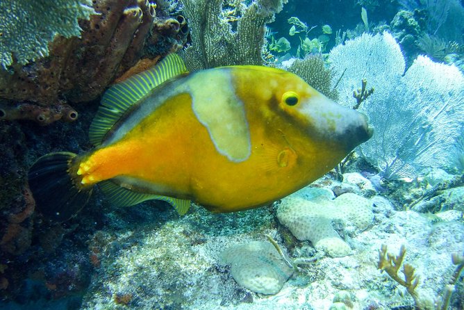 Half Day Snorkel Trip on Reefs in the Florida Keys - Who will enjoy this trip most