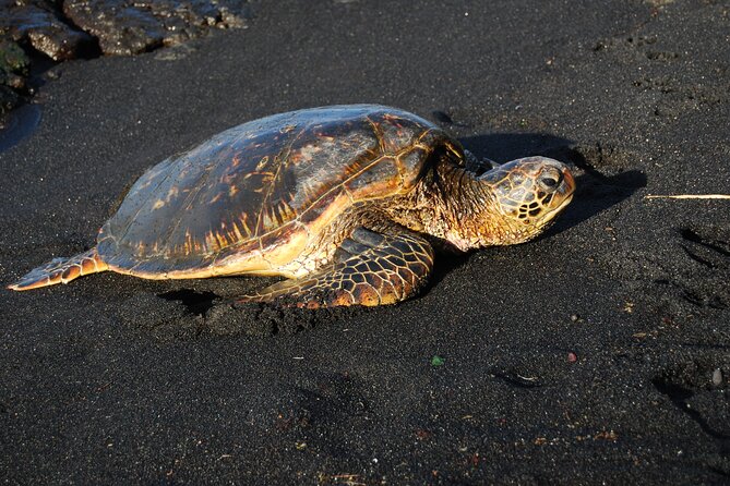 Hilo Shore Excursion: Volcanoes National Park & Black Sand Beach - Richardson Black Sand Beach and the chance of turtles