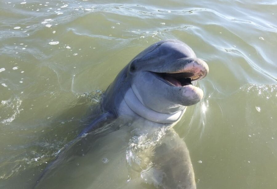 Hilton Head Island: Daytime Dolphin Watching Boat Tour - Why this Hilton Head cruise works so well