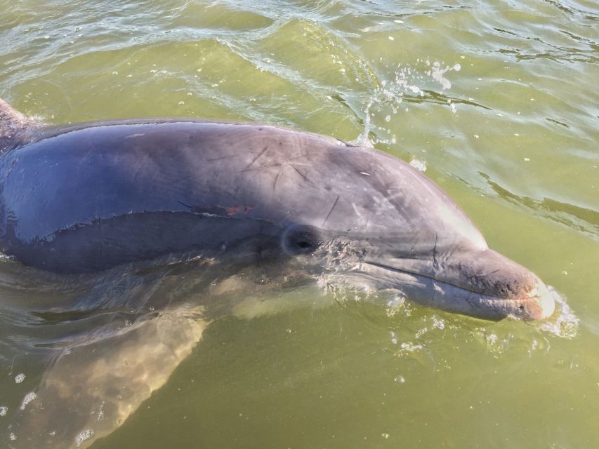 Hilton Head Island: Daytime Dolphin Watching Boat Tour - Leaving Lowcountry Watersports at Palmetto Bay Marina