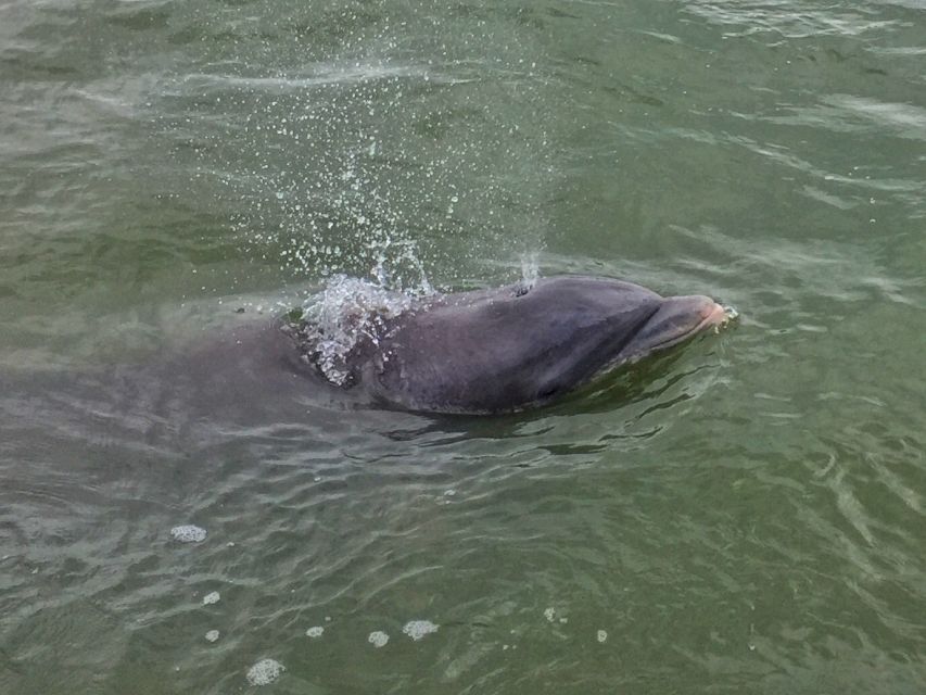Hilton Head Island: Daytime Dolphin Watching Boat Tour - Passing Harbour Town Lighthouse and Daufuskie Island