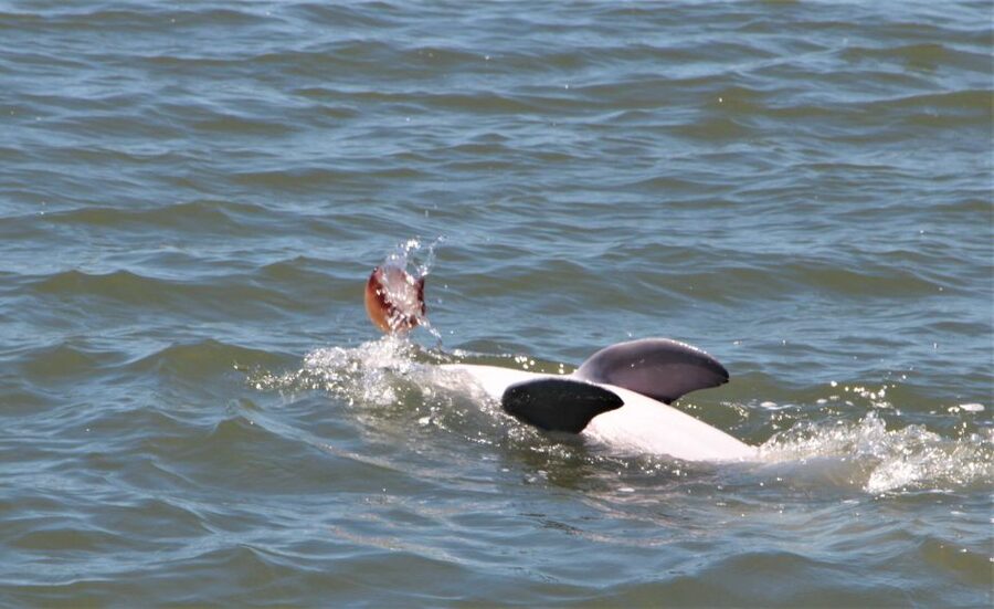 Hilton Head Island: Daytime Dolphin Watching Boat Tour - Hilton Head waterways, told as you cruise