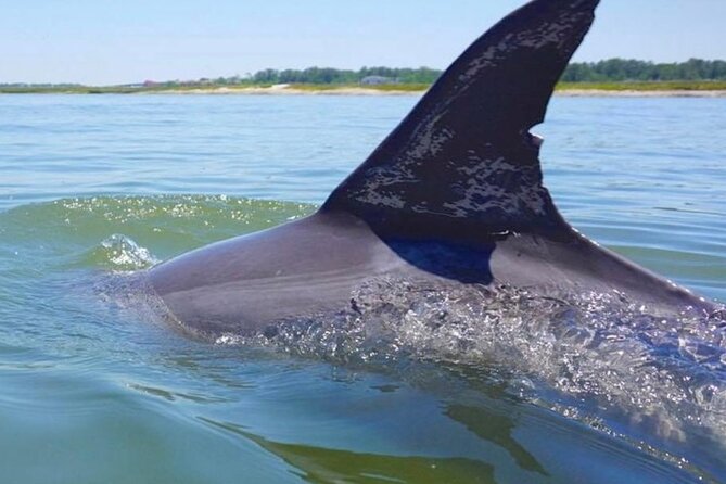 Hilton Head Island Dolphin Boat Cruise - Starting at Palmetto Bay Marina