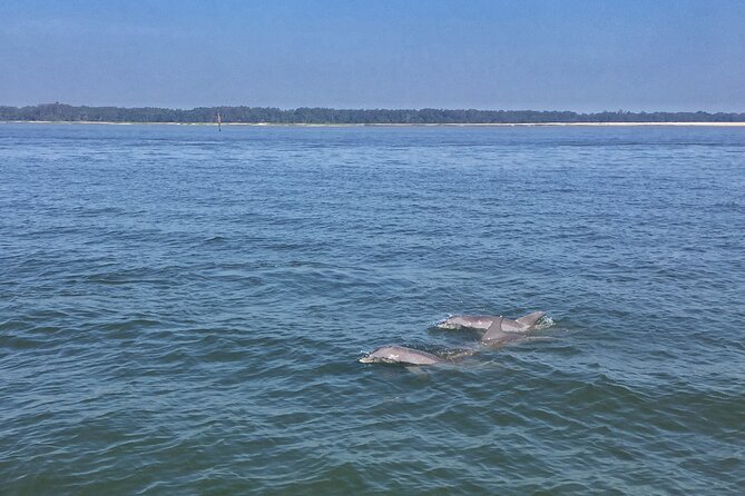 Hilton Head Island Dolphin Boat Cruise - What makes the dolphin viewing worthwhile