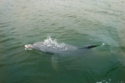 Hilton Head Island Dolphin Boat Cruise