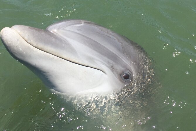 Hilton Head Island Dolphin Boat Cruise - Timing, weather, and what to keep in mind