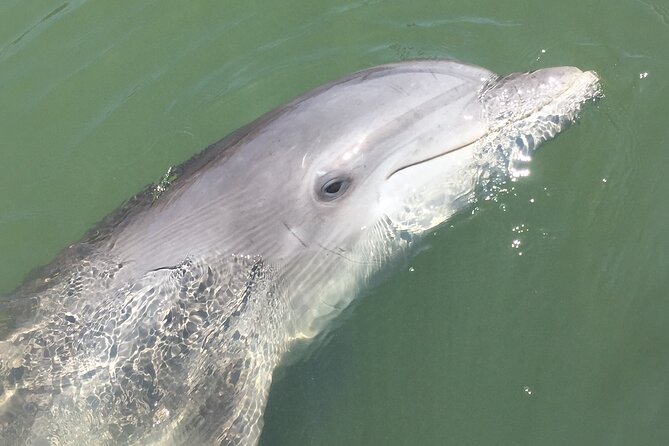 Hilton Head Island Dolphin Boat Cruise - Who should book this Hilton Head cruise?