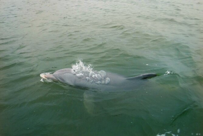 Hilton Head Island Dolphin Boat Cruise - Following Broad Creek into the Lowcountry