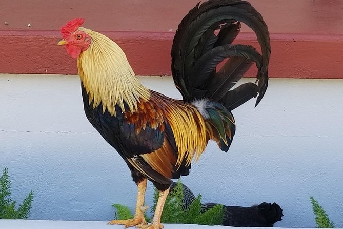 Historic Ybor City Food Walking Tour - How much food do you really get?
