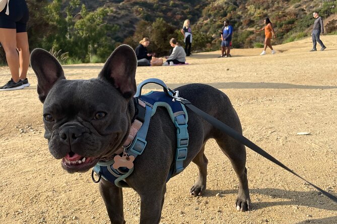 Hollywood Sign 2.5-Hour Tour with Comedians and Their Dogs - Is $15 a good deal?
