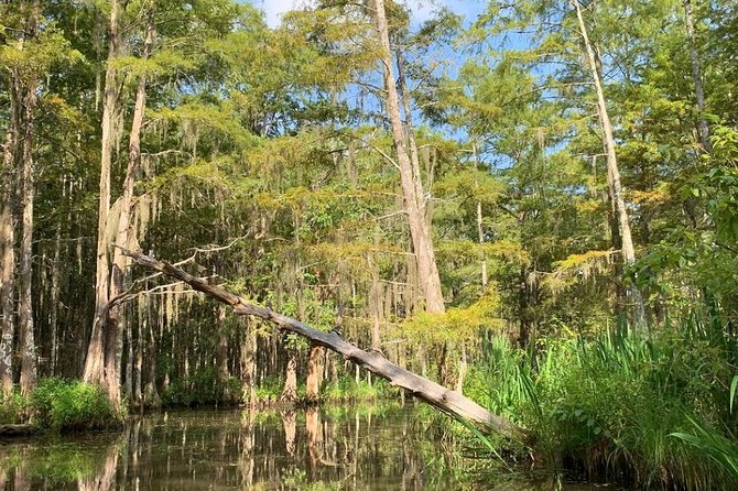 Honey Island Swamp Boat Tour - Reaching Honey Island Swamp from New Orleans
