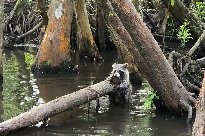 Honey Island Swamp Boat Tour - Picking the Best Time and Preparing for Weather