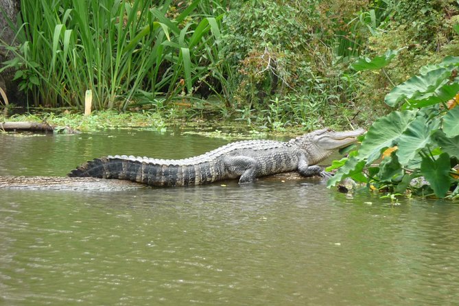 Honey Island Swamp Boat Tour - Starting at the West Pearl River Dock