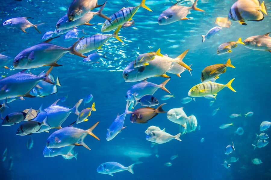 Honolulu: Glass Bottom Boat Tour along Oahu's South Shore - Key points to know before you book