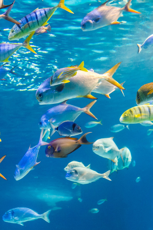 Honolulu: Glass Bottom Boat Tour along Oahu's South Shore - How the glass-bottom viewing works