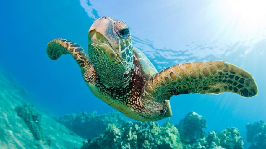 Honolulu: Glass Bottom Boat Tour along Oahu's South Shore - What the guides add to the hour