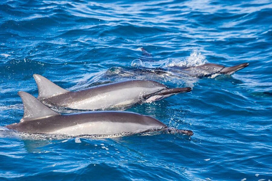 Honolulu: Glass Bottom Boat Tour along Oahu's South Shore - Timing, weather, and realistic expectations