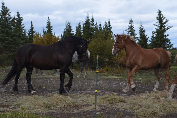 Horse-Drawn Covered Wagon Ride with Backcountry Dining - Meeting the horses after the meal