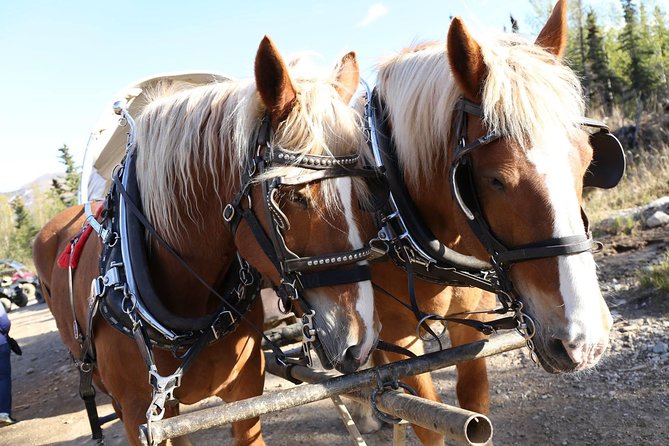 Horse-Drawn Covered Wagon Ride with Backcountry Dining - Should you book this Denali wagon ride?