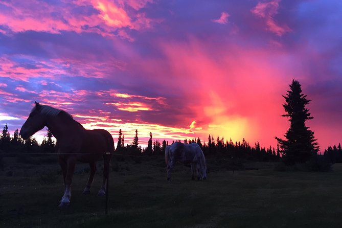 Horse-Drawn Covered Wagon Ride with Backcountry Dining - Local stories, horses, and the human touch