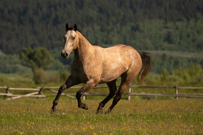 Horseback Riding with Grand Teton Views in Jackson Hole - Choosing between the short, half-day, and dinner rides