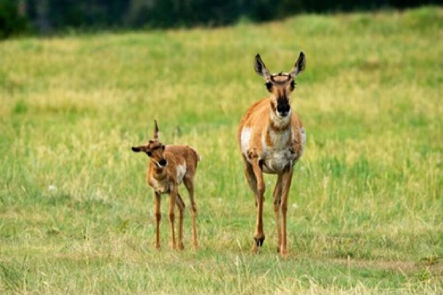 Jackson: Grand Teton National Park Guided Wildlife Tour - Why this four-hour safari works